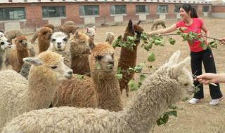 动物餐厅羊驼解锁条件 动物餐厅羊驼解锁条件